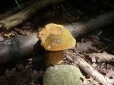 Boletus luridus image