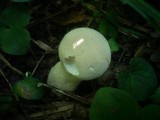 Lycoperdon excipuliforme image