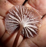 Mycena holoporphyra image