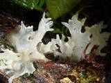 Tremella fuciformis image