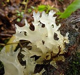 Tremella fuciformis image