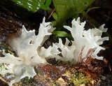 Tremella fuciformis image