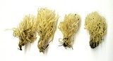 Ramariopsis kunzei image
