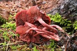 Tubaria punicea image