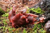 Tubaria punicea image