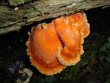 Laetiporus huroniensis image