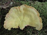 Laetiporus huroniensis image