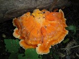 Laetiporus huroniensis image