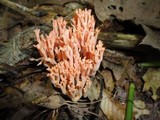 Ramaria subbotrytis image