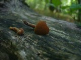 Flammulaster muricatus image