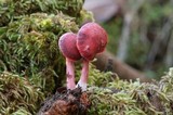 Tubaria punicea image