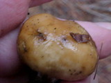 Suillus brevipes image