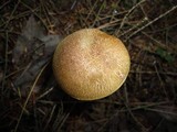 Austroboletus gracilis image