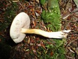 Austroboletus gracilis image
