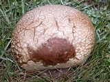 Calvatia pachyderma image