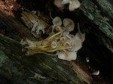 Mycena renati image