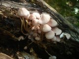 Mycena renati image