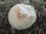Russula crustosa image
