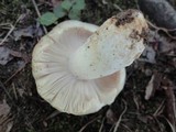 Russula crustosa image