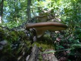 Royoporus badius image