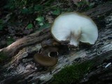 Royoporus badius image