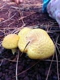 Floccularia luteovirens image