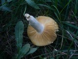 Russula decipiens image