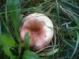 Russula decipiens image