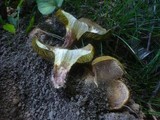 Boletus chrysenteron image