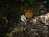 Xerula radicata image