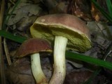Boletus subtomentosus image