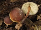 Macrocystidia cucumis image