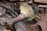 Hypomyces lateritius image