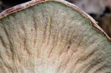 Hypomyces lateritius image