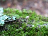 Mycena corticola image