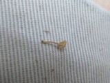 Mycena corticola image