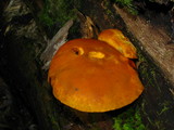 Phaeolepiota aurea image
