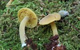 Callistosporium luteo-olivaceum image
