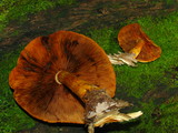 Phaeolepiota aurea image