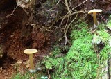 Callistosporium luteo-olivaceum image