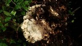 Grifola frondosa image