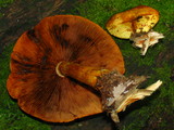 Phaeolepiota aurea image