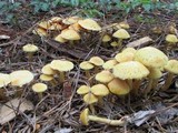 Gymnopilus aeruginosus image