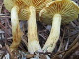 Gymnopilus aeruginosus image