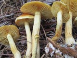 Gymnopilus aeruginosus image