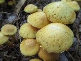 Gymnopilus aeruginosus image