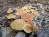 Gymnopilus aeruginosus image