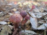 Gymnopilus aeruginosus image
