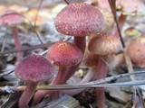 Gymnopilus aeruginosus image