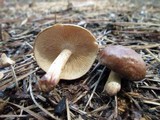 Gymnopus luxurians image